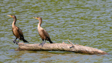 cormorants on a log