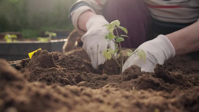Farmer hands planting to soil tomato seedling in the vegetable garden beds. Organic farming and spring gardening concept. sowing and planting vegetables outdoors
