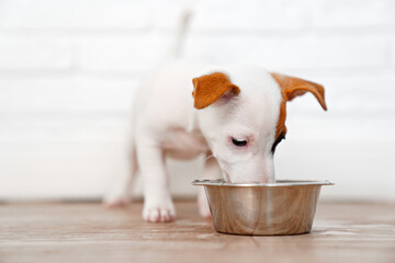 a jack russell terrier puppy eats food or drinks water from a bowl. 
