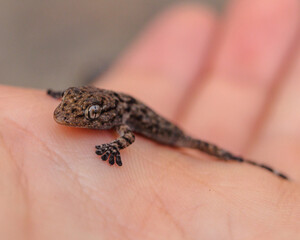lizard on a hand