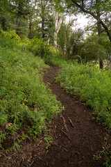 Fototapeta na wymiar Hiking along the dirt path in the green mountain forest.