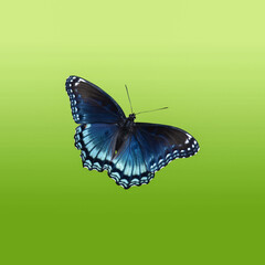 Red Spotted Purple on Green