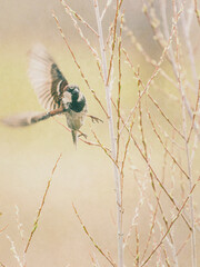 Fly Away Dickie Sparrow