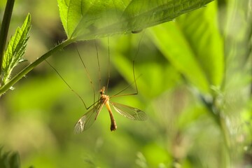 Macro shot of a big dragonfly standing on a leaf in a garden