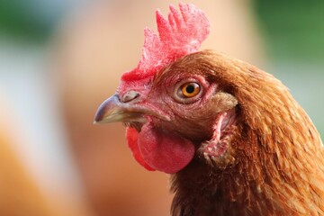 Chicken head and beak with blurred background, close-up