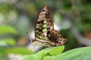 Fototapeta na wymiar Green Tailed Jay Butterfly