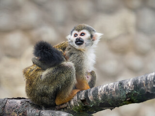 Family of Common squirrel monkeys. Female and baby Saimiri sciureus are perching on tree branch.