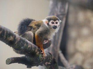 Naklejka na ściany i meble Family of Common squirrel monkeys. Female and baby Saimiri sciureus are perching on tree branch.