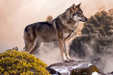 Deurstickers gray wolf canis lupus © Kamel