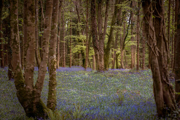 Forest landscape with beautiful bluebells.