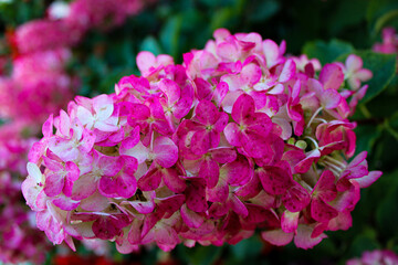 pink hydrangea flowers in garden