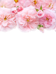 Pale pink roses bouquet isolated transparent png
