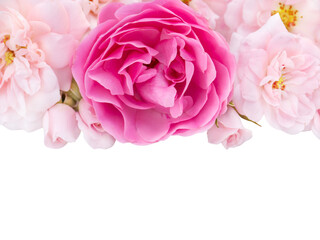 Obraz premium Bright pink and pale pink roses with light shadow isolated transparent png