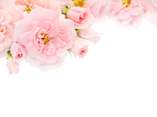 Pale pink roses and buds in the corner isolated transparent png