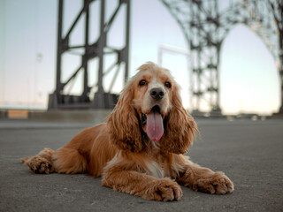 Happy cocker spaniel puppy posing in summer and sticking out his tongue