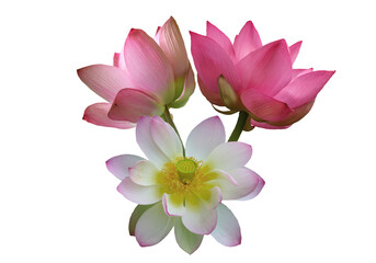 Pink lotus flowers, isolated on white background. Object with clipping path