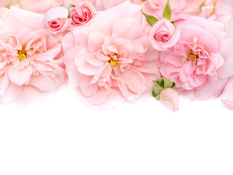 Delicate pink roses bouquet isolated transparent png