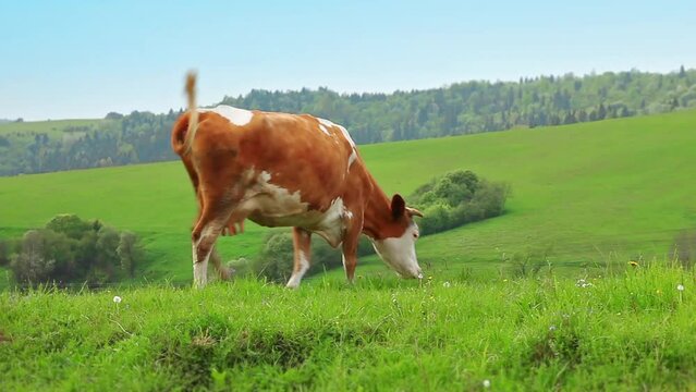 Cow eating green gras at the meadow field. Farm amimal in nature. Organic milk production