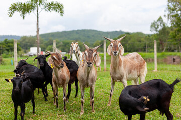 A group of goats inside the farm were staring. looking at the camera suspiciously