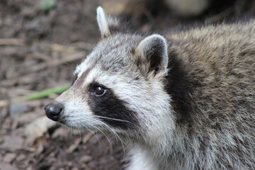 Portrait of a serious racoon