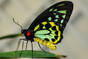 Goliath Birdwing Butterfly