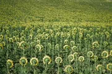 Row of sunflowers in a field