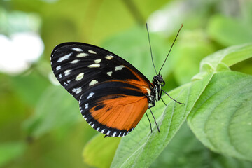 Fototapeta na wymiar Golden Longwing Butterfly