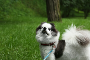 Naklejka premium Cute fluffy Pomeranian dog walking in park, space for text