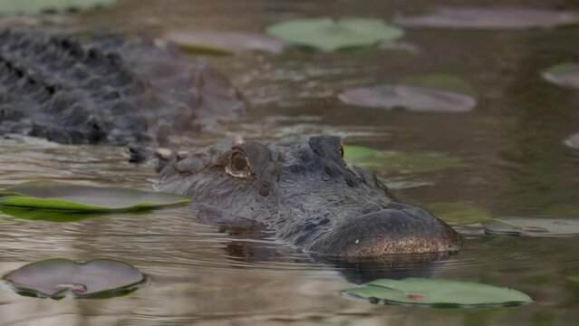 a tracking close shot of an american alligator swimming at the everglades national park in florida, usa