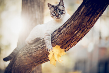 Thai cat climbs a tree. A cat holds an autumn maple leaf. Portrait of a Thai cat in nature. - 527149284