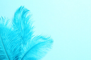 Beautiful delicate feathers on light blue background, top view. Space for text