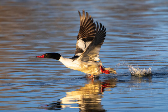 A Common Merganser drake running at high speed on the surface of the water with upraised wings prior to take off. Close up view, with late day light casting a warm glow.