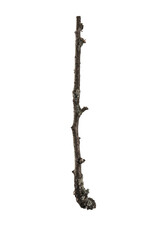 Fototapeta premium Old dry tree branch isolated on white