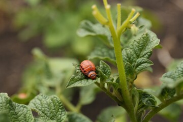Larva of colorado beetle on potato plant outdoors, closeup. Space for text
