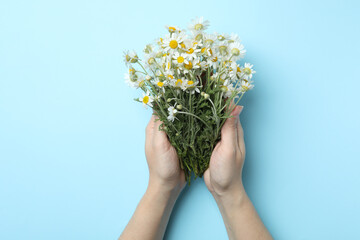 Woman holding chamomile bouquet on light background, top view