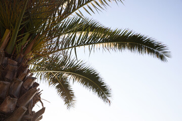 Fototapeta na wymiar Beautiful palm tree with green leaves against blue sky, closeup. Tropical plant