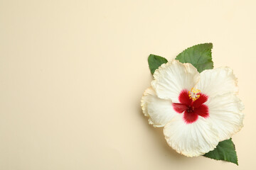 Beautiful tropical hibiscus flower with leaves on beige background, top view. Space for text