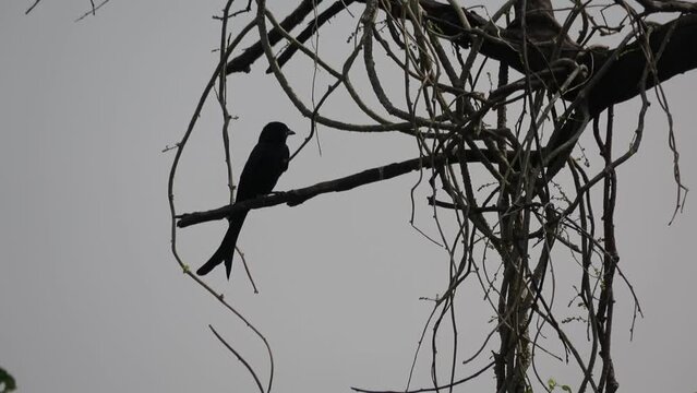 Black drongo on a tree in the Bharapur reserve Uttar Pradesh india