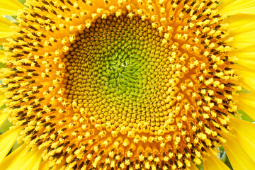 Sunflower on a white background close up.