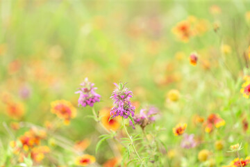 Bright and colorful scene with Lemon beebalm in field of soft focus Indian blanket firewheel wildflowers with background blur bokeh as a graphic resource