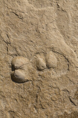 A stone from sedimentary rock with fossil Mollusks. Cockle (bivalve)  in the family Cardiidae.