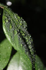 dew on a leaf