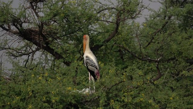 Painted stork standing on tree, india
Painted stork in Yamuna river near Bateshwar temple Uttar Pradesh india
