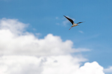 seagull in the sky