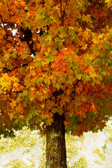 Fall Leaves in Wisconsin