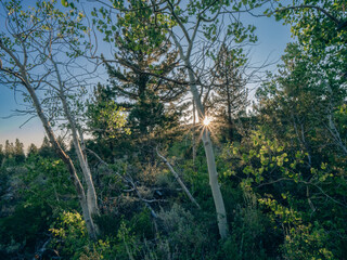 Sun star shinning next to white bark of an aspen tree in the morning 