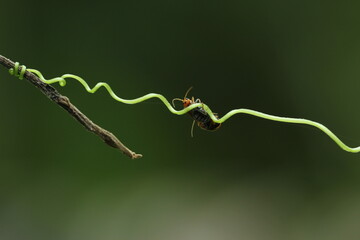 ladybugs mating on beautiful threads on a green background