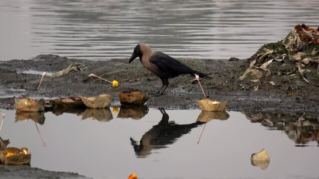 Crow stands near candle at Yamuna River, India 
Yamuna river in Agra Uttar Pradesh India, 2021
