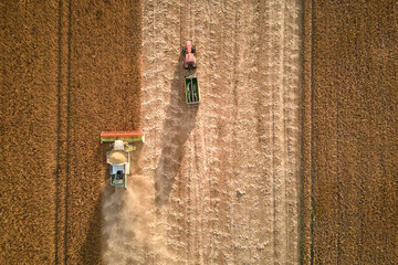 Aerial view of combine harvester and cargo trailer working during harvesting season on large ripe...