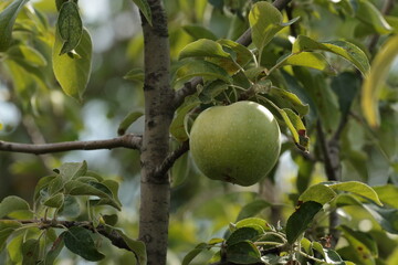 green apple on tree